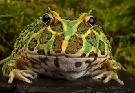 角蛙屍體處理方法