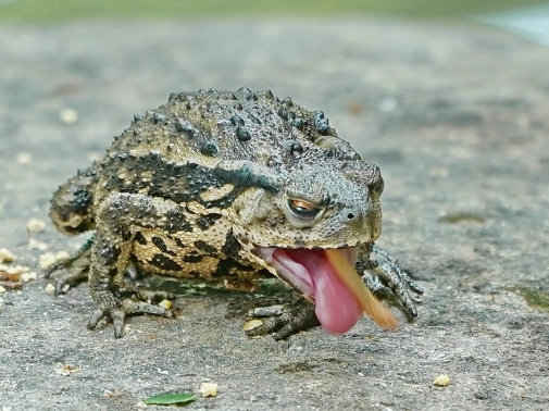 小蟾蜍食物 小蟾蜍食物