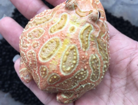 角蛙飼養常見問題