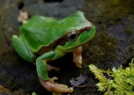 寵物青蛙飼養方法 寵物青蛙飼養方法