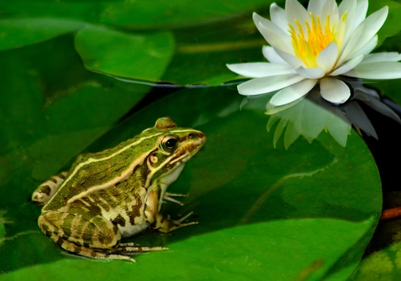青蛙植物食物 青蛙植物食物