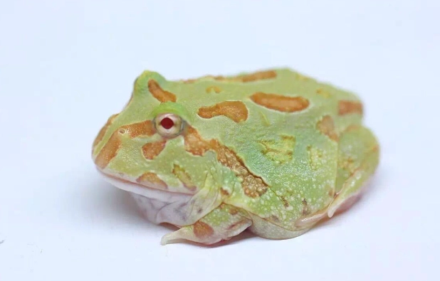 角蛙骨折 角蛙骨折