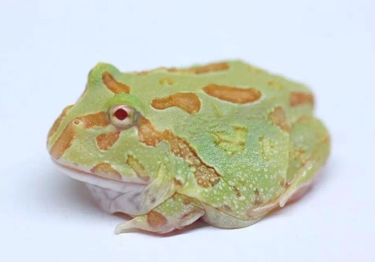 角蛙死亡原因 角蛙死亡原因