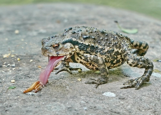 小蟾蜍飲食習慣 小蟾蜍飲食習慣