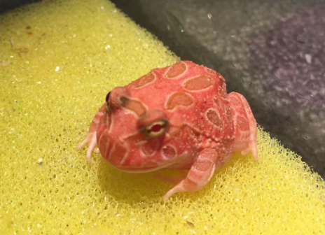 角蛙健康照顧 角蛙健康照顧