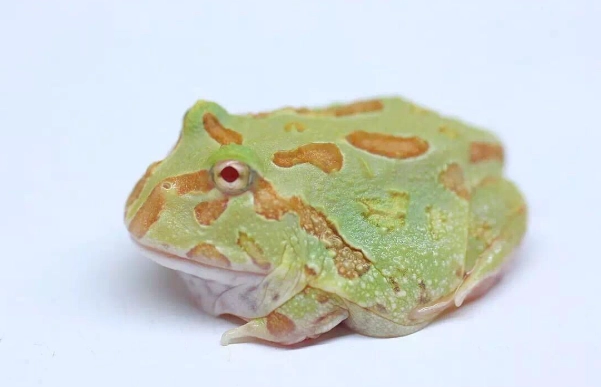 角蛙飼養技巧 角蛙飼養技巧