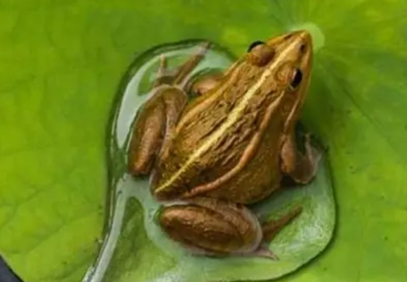 青蛙食性 青蛙食性