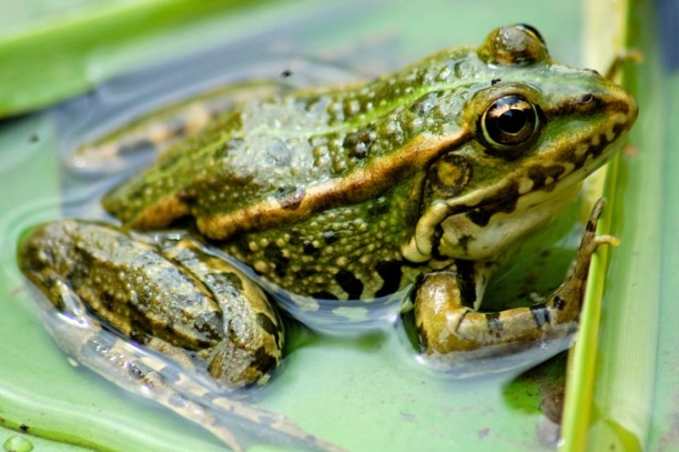 青蛙食性 青蛙食性