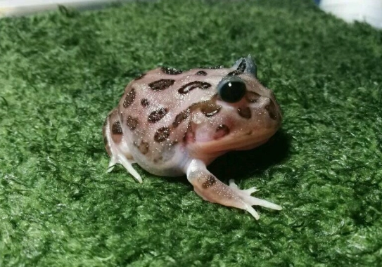 角蛙眼睛半開原因 角蛙眼睛半開原因