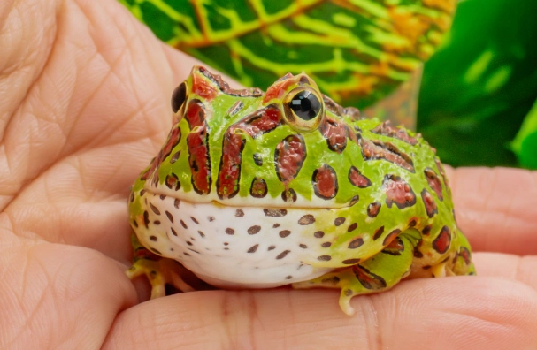 角蛙皮膚潰爛怎麼辦？完整治療與預防指南