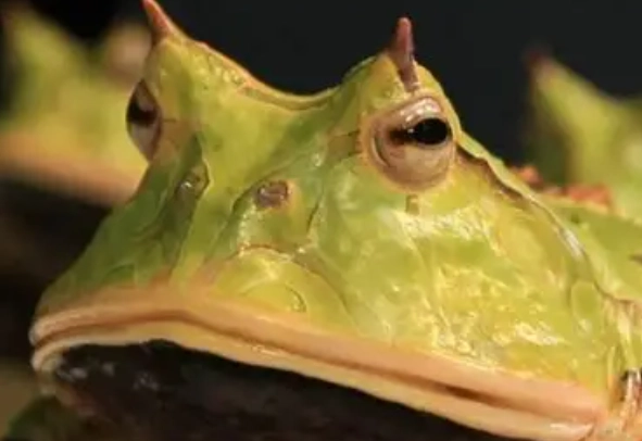 角蛙一直跳怎麼辦？專家解析原因與解決方法｜寵物飼養指南