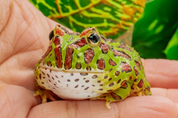 角蛙死掉怎麼處理