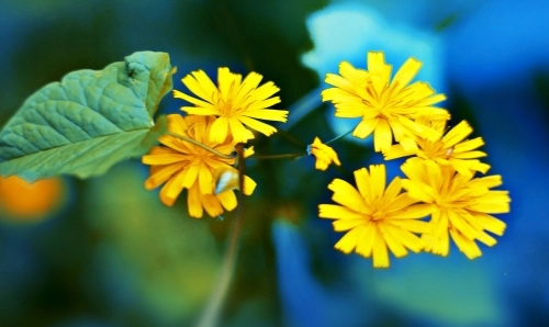 獅子女朋友情人差別 獅子女朋友情人差別
