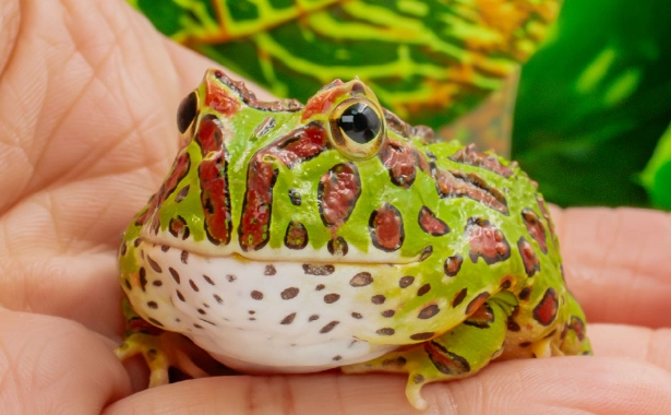 角蛙生氣怎麼辦？完整解析原因、表現與處理方法