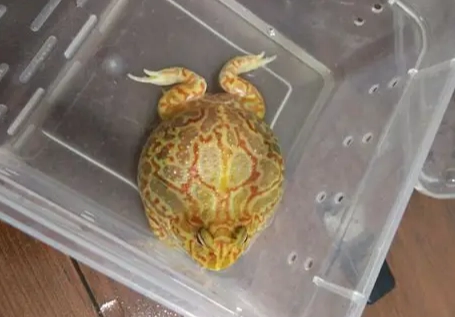 角蛙不動了怎麼辦？完整解析原因、急救步驟與預防方法