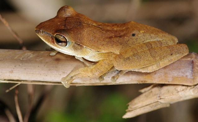 外來種斑腿樹蛙